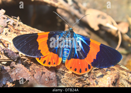 Schöne Falter im tiefen Wald, in der Gattung Milionia Stockfoto