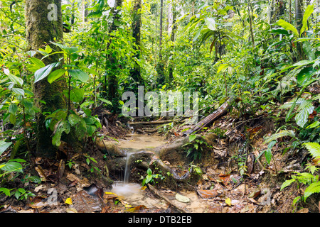 tropischen-regenwald-unterwuchs-stock-amazonas-becken-stockfotografie