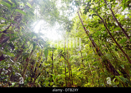 Innenraum des tropischen Regenwaldes im oberen Amazonasbecken in Ecuador Stockfoto