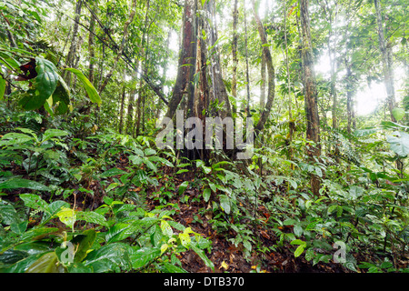 Gestützt Regenwald Baum mit Lianen, blickte auf die Kabinenhaube, Ecuador Stockfoto