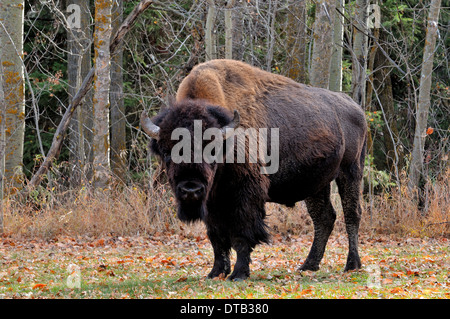 Eine große männliche Bison Stockfoto