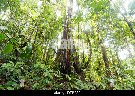 Gestützt Regenwald Baum mit Lianen, blickte auf die Kabinenhaube, Ecuador Stockfoto