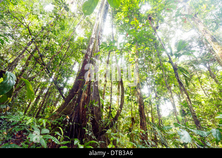 Gestützt Regenwald Baum mit Lianen, blickte auf die Kabinenhaube, Ecuador Stockfoto