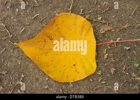 Gelbe Herbst Blatt am Boden im Wald Stockfoto