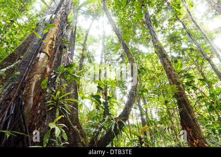 Gestützt Regenwald Baum mit Lianen, blickte auf die Kabinenhaube, Ecuador Stockfoto