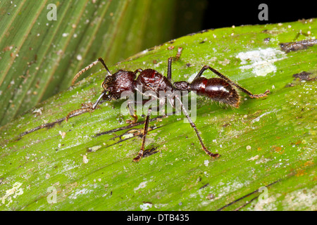 Aufzählungszeichen oder Conga Ameise (Paraponeragroße Clavata) in den Regenwald Unterwuchs, Ecuador Stockfoto