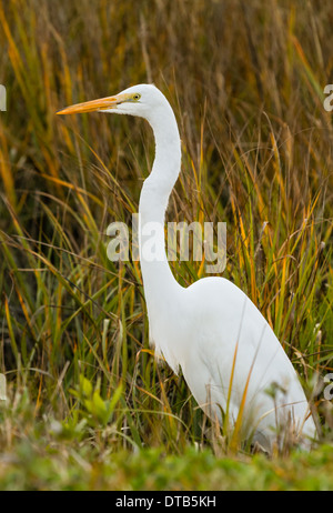 Silberreiher (Ardea Alba) in Sumpfgras stehen. Stockfoto