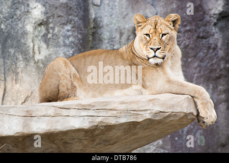 Die stolze Löwin Stockfoto