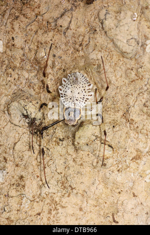 Die dekorativen Baumstamm Spinne (Herenia Ornatissima) AKA verzierten Orb-Weaver Spinne im Kaeng Krachan Forest Complex. Stockfoto