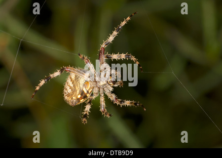 Kreuzspinne (Parawixia sp.) Stockfoto