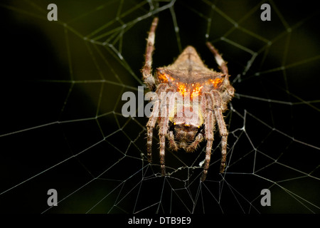 Kreuzspinne (Parawixia sp.) Stockfoto