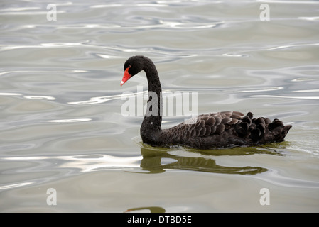 Schwarzer Schwan (Cygnus olor), eine australische Ureinwohner die auch Neuseeland kolonisiert wurde. Stockfoto