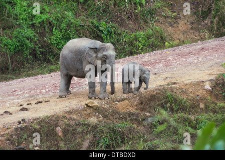 Asiatischer Elefant (Elephas Maximus). Mutter und Kalb, Teil einer kleinen Herde auf einer unbefestigten Straße in der Danum Valley Conservation Area Stockfoto