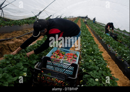 Afrikanische Einwanderer leben in Kunststoff Hütten auf einem Shanty-Campingplatz in Lepe, Huelva, Spanien, Jobs in Obstplantagen warten. Stockfoto