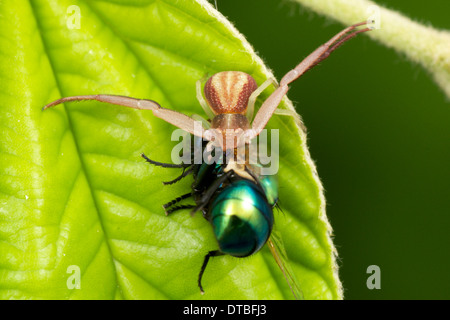 Thomisidae, Krabbenspinne. Krabben Sie-Spinne eine Fliege verschlingt, wie Beute, die Beute der Krabben Spinnen oft ihre eigenen kleinen Körper Si sein kann Stockfoto