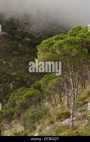 Aleppo-Kiefern, Pinus Halepensis, in den Bergen von Mijas, mit Wolken herab, Spanien. Stockfoto