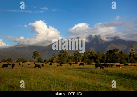 Rinder grasen auf Ebenen in der Nähe von Fox-Gletscher mit südlichen Alpen in der Ferne, Südinsel, Neuseeland Stockfoto