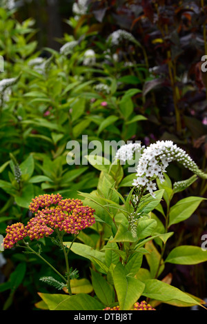 Achillea Millefolium Walther Funcke Lysimachia Clethroides rot weiße gelbe Schafgarbe Blumen Mischung gemischt Bepflanzung Schema Blutweiderich Stockfoto