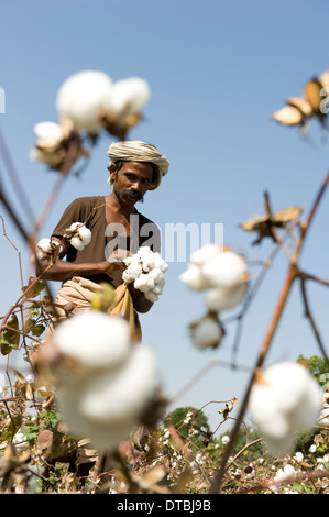 Indien, Nimad Region, Khargone, tribal Landwirt von kooperativen Shiv Krishi Utthan Sanstha Ernte Fairtrade Bio-Baumwolle Stockfoto