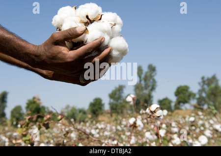 Indien, Nimad Region, Khargone, tribal Landwirt von kooperativen Shiv Krishi Utthan Sanstha Ernte Fairtrade Bio-Baumwolle Stockfoto