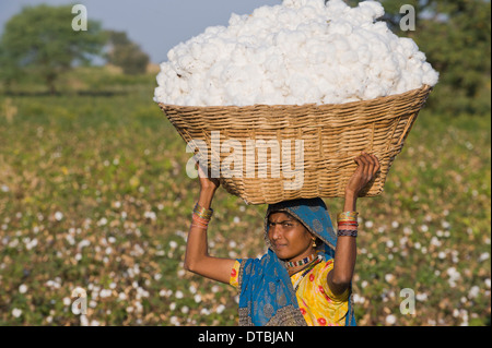 Indien, Nimad Region, Khargone, tribal Landwirt von kooperativen Shiv Krishi Utthan Sanstha Ernte Fairtrade Bio-Baumwolle Stockfoto