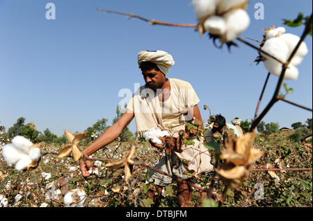 Indien, Nimad Region, Khargone, tribal Landwirt von kooperativen Shiv Krishi Utthan Sanstha Ernte Fairtrade Bio-Baumwolle Stockfoto