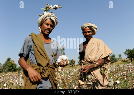 Indien, Nimad Region, Khargone, tribal Landwirt von kooperativen Shiv Krishi Utthan Sanstha Ernte Fairtrade Bio-Baumwolle Stockfoto