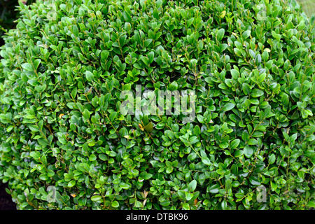 Buxus Sempervirens Box Hecke Pflanzen runden Ball Busch Form Formen topiary Garten Gartenarbeit Strauch Sträucher Immergrün Stockfoto