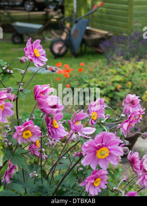 lila Spitze Blumen mit Garten Schubkarre lehnte sich gegen einen grünen Schuppen im Hintergrund England Stockfoto