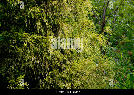 Chamaecyparis Pisifera Filifera Aurea Nana immergrüne Nadelbaum Nadelbäume immergrüne Laub Blätter Hügel aussehen Baum Strauch Stockfoto