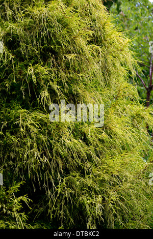 Chamaecyparis Pisifera Filifera Aurea Nana immergrüne Nadelbaum Nadelbäume immergrüne Laub Blätter Hügel aussehen Baum Strauch Stockfoto