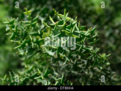 Colletia Paradoxa grünen saftigen Spitze Spitzen Dorn Dornen dornigen spitzen Stacheln Wirbelsäule architektonische Zierpflanze Stockfoto