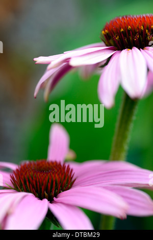 Echinacea Purpurea Magnus Sonnenhut Sonnenhut Blume Blumen Pflanze Porträts Stauden echinaceas Stockfoto