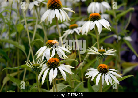 Echinacea Purpurea white Swan Sonnenhut Sonnenhut blühen Blumen orange Zentren Pflanze Porträts Stauden Stockfoto