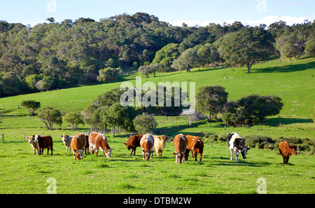 Eine gemischte Herde von Rindern im Bereich Caves Road von Margaret River in Western Australia. Stockfoto