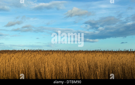 BLAUER HIMMEL ÜBER WINTER SCHILF IM RÖHRICHT ODER FEN Stockfoto