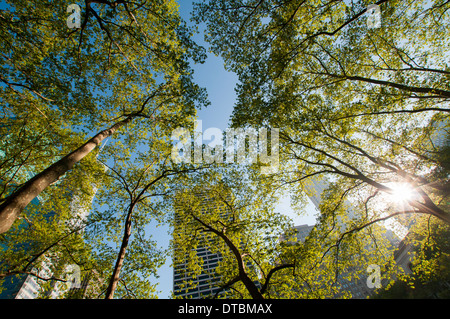 Nach oben in den Bäumen im Bryant Park, Midtown Manhattan New York USA Stockfoto