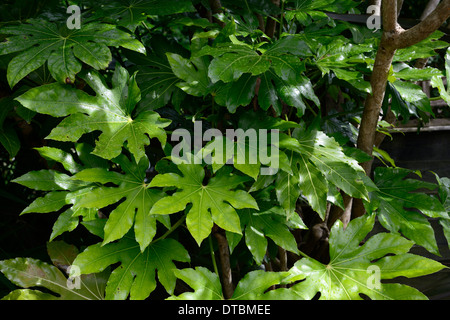 Fatsia Japonica grüne Laub Blätter Pflanzenportraits immergrüne Sträucher architektonische Pflanzen Pflanzen asiatisch Stockfoto