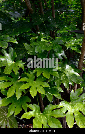 Fatsia Japonica grüne Laub Blätter Pflanzenportraits immergrüne Sträucher architektonische Pflanzen Pflanzen asiatisch Stockfoto