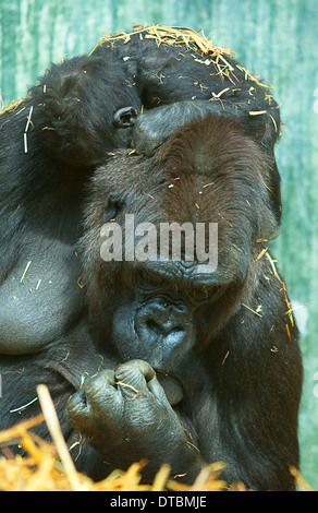 Mutter Flachland-Gorilla mit Baby auf dem Rücken schlafen Stockfoto