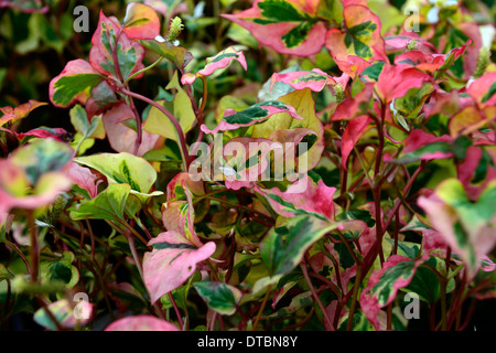 Houttuynia Cordata Rattenfänger sommergrüne mehrjährige orange gelb rot grün bunt bunt bunt gemischte gemischt Laub Stockfoto