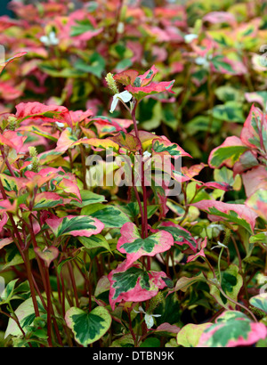 Houttuynia Cordata Rattenfänger sommergrüne mehrjährige orange gelb rot grün bunt bunt bunt gemischte gemischt Laub Stockfoto