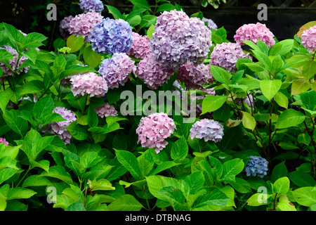 Hortensie Mix gemischte Farbe Farben blau lila Lavendel Strauch Busch Mop Kopf Blume Blumen Blüte Blüte blühenden Laub Stockfoto