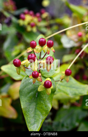 Hypericum Perforatum St Johns Würze rote Beere Berrys Beeren grüne Laub Blätter Sträucher Pflanzen Porträt Stockfoto