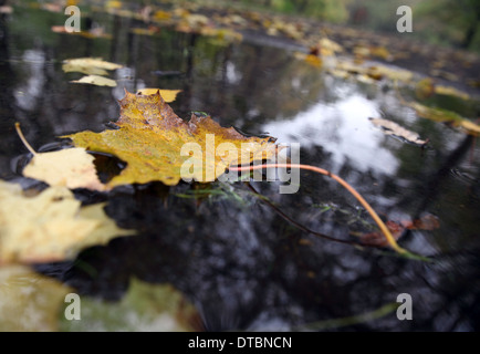 Ahornblatt in einer Pfütze liegend Stockfoto