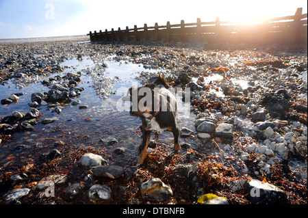 Jack Russell Terrier Hund spielen in Fels-Pools am Ferring Strand in der Nähe von Worthing UK Stockfoto