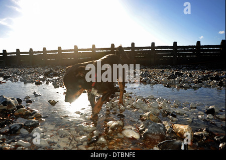 Jack Russell Terrier Hund spielen in Fels-Pools am Ferring Strand in der Nähe von Worthing UK Stockfoto