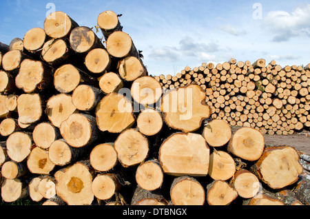 frisch geschnittene Baumstämmen auf Feld - Schnittholz Holz Stockfoto