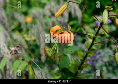 Lilium hinsichtlich Lilie Lilien orange Blumen gesprenkelt Markierungen Blütenblätter Blumenzwiebeln Pflanzen Porträts Closeup Türken Kappe Henrys Lilie Stockfoto