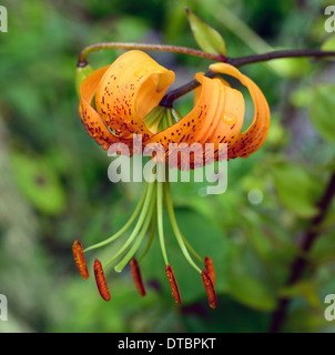 Lilium hinsichtlich Lilie Lilien orange Blumen gesprenkelt Markierungen Blütenblätter Blumenzwiebeln Pflanzen Porträts Closeup Türken Kappe Henrys Lilie Stockfoto